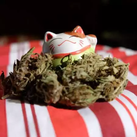BudBuddy