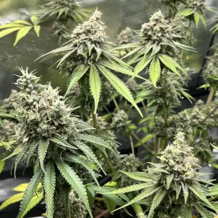 cannagu
