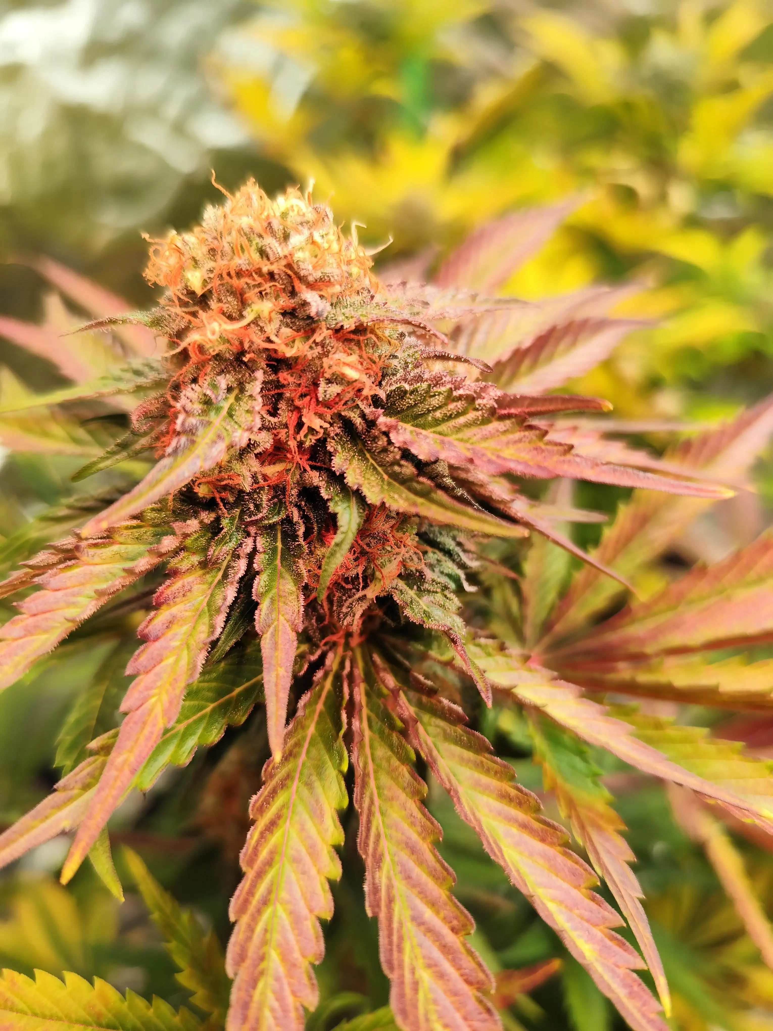 CannabisStrainReview