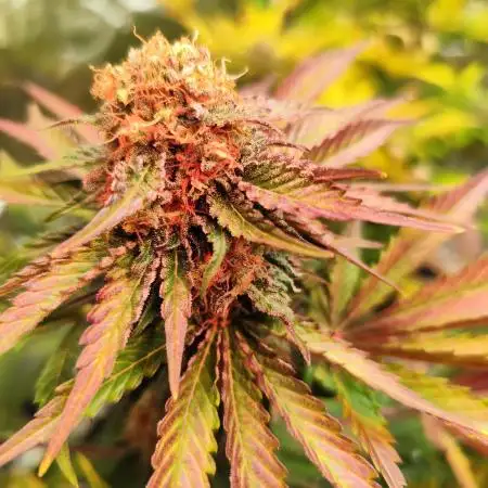 CannabisStrainReview