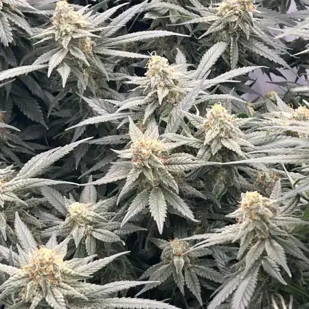 LegacyGrow