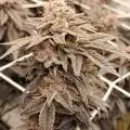 ApFarms315