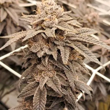 ApFarms315