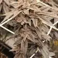 ApFarms315