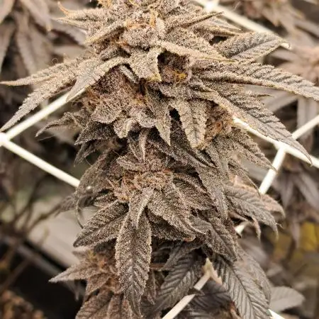 ApFarms315