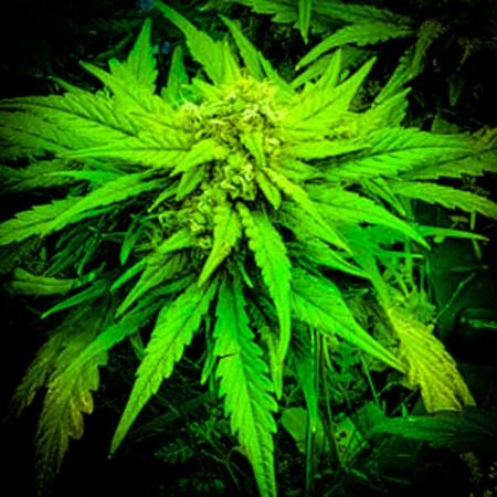 420-DAILY