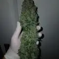Dennisgrow03