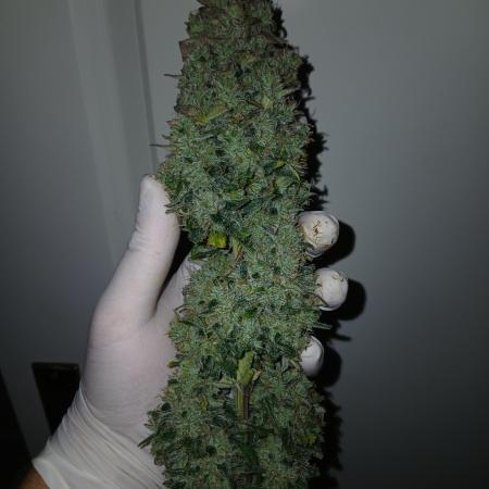 Dennisgrow03