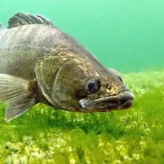 Canda