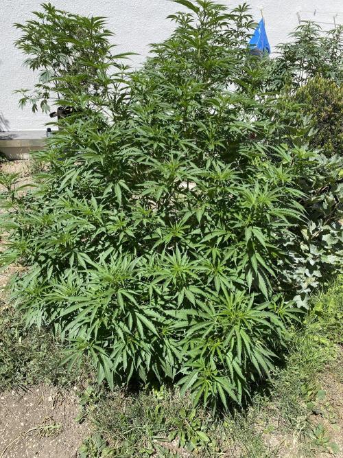 null by MetropGrower