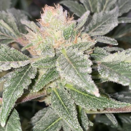 MetropGrower