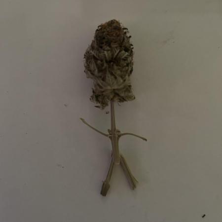 xXx420xXx123