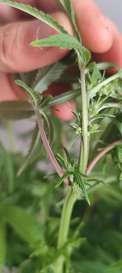 null door ZariRat_Grow