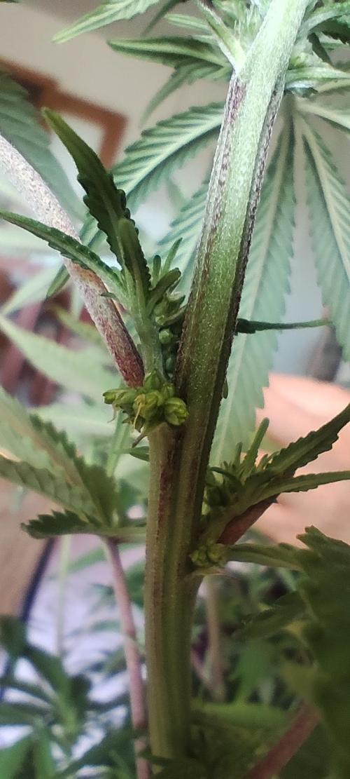 null door ZariRat_Grow