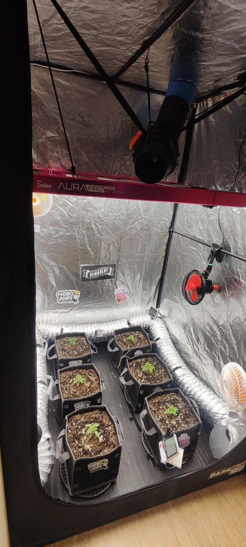 null by ZariRat_Grow