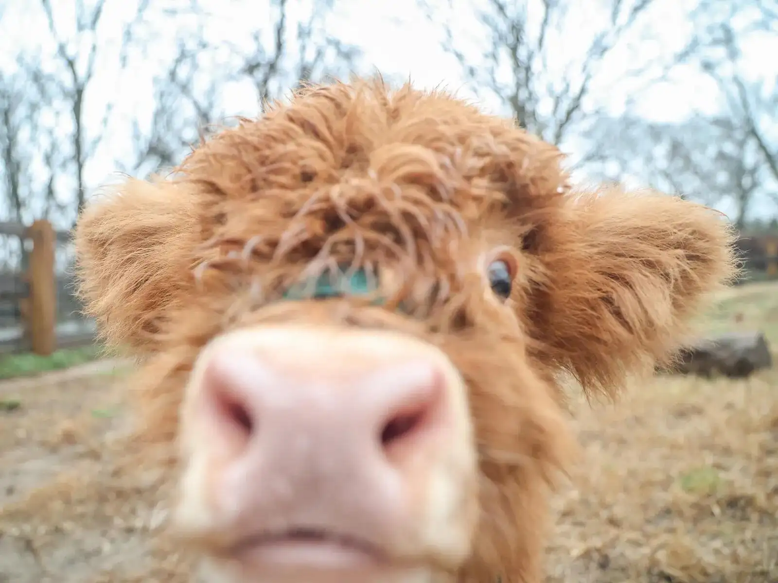 HighlandCow