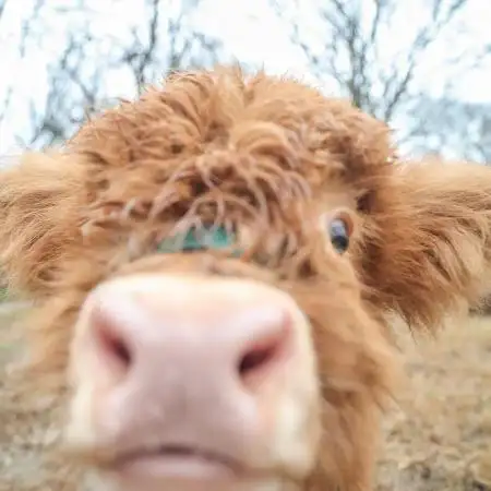 HighlandCow