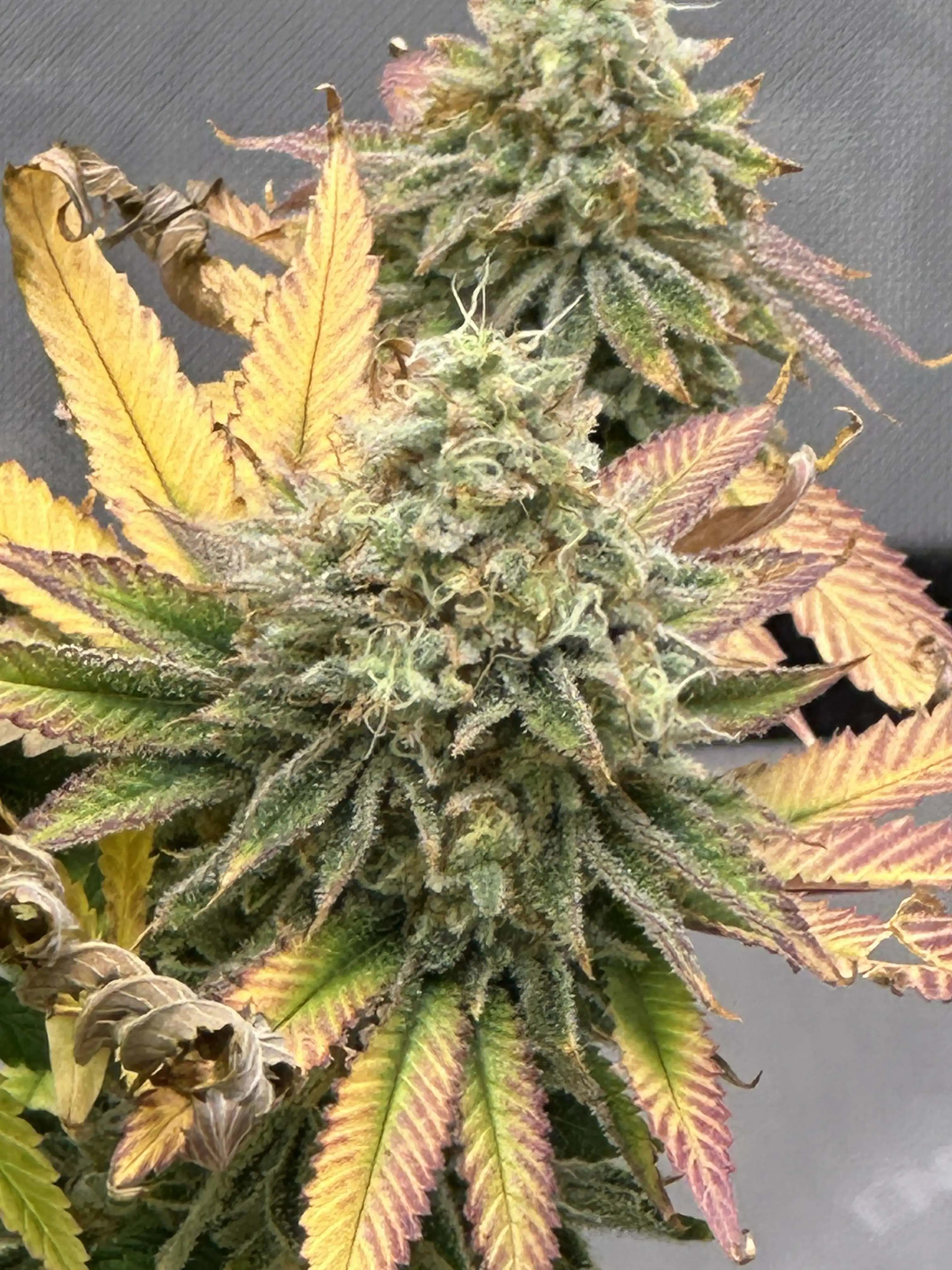 Ready-set-grow