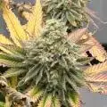 Ready-set-grow