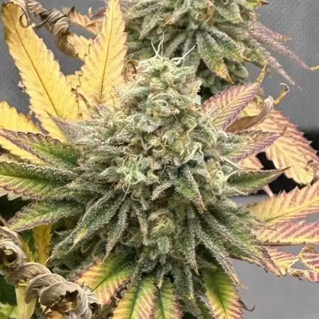 Ready-set-grow