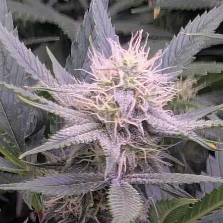 nickfarmer
