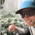 Green_roots_