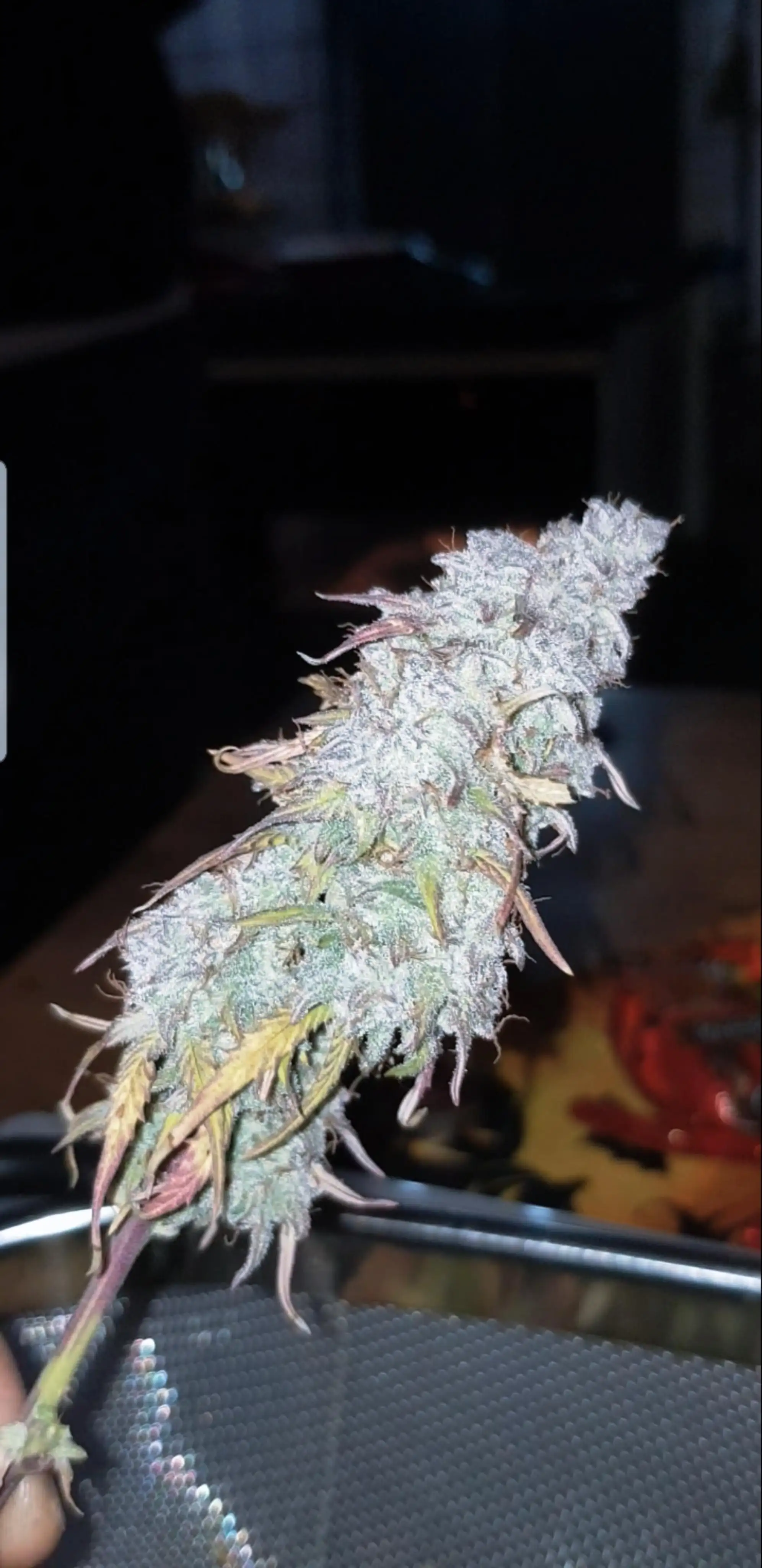 StickyLovers87