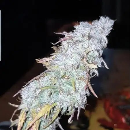 StickyLovers87