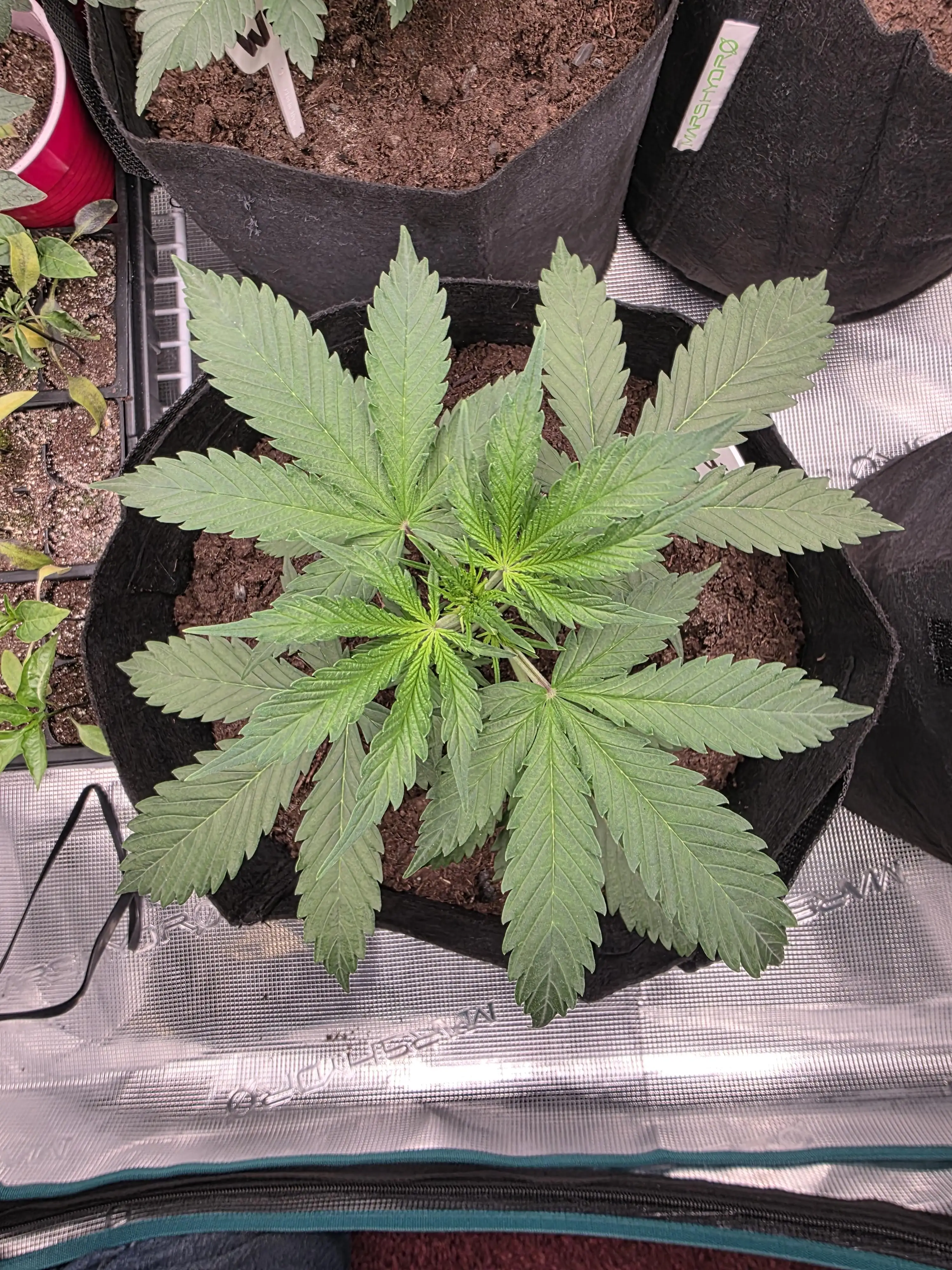 cookgrowsplants