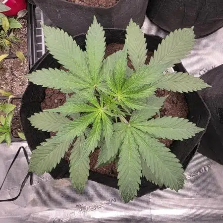cookgrowsplants