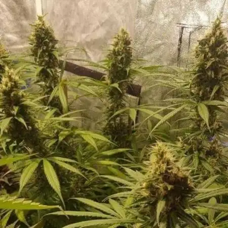 Labhaze_fr