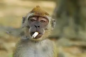 SMOKINGMONKEY