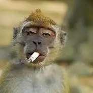 SMOKINGMONKEY