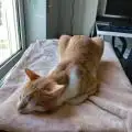 Marmelo_Amarelo