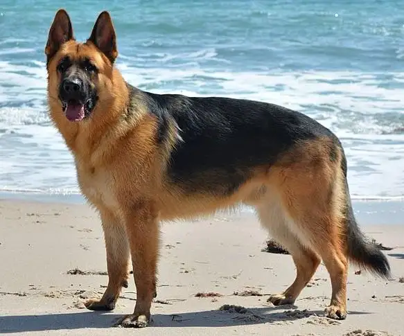 Wartorn