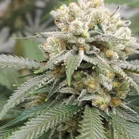 sadboyfarms
