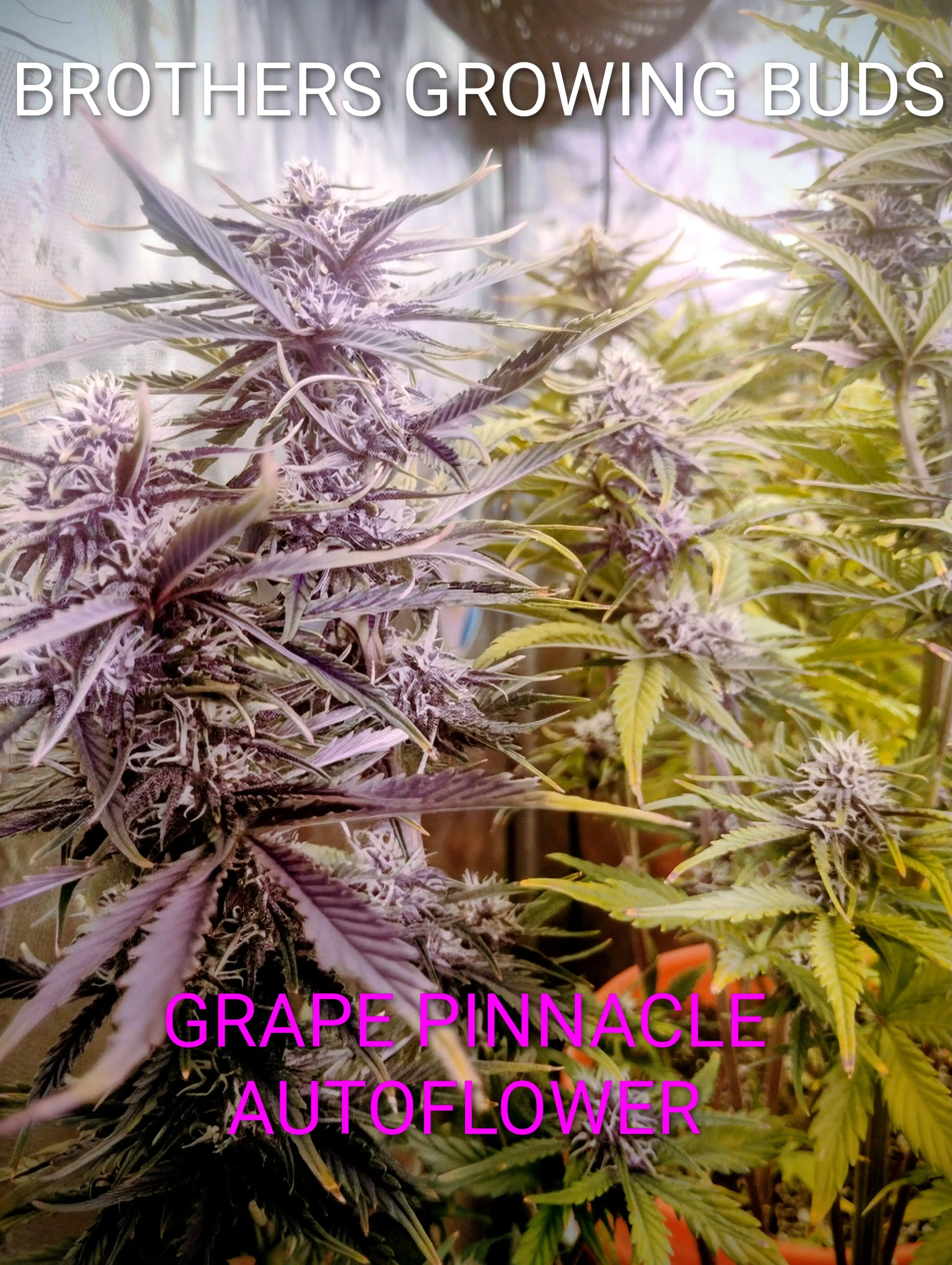 BROTHERSGROWINGBUDS