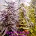 BROTHERSGROWINGBUDS