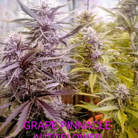 BROTHERSGROWINGBUDS