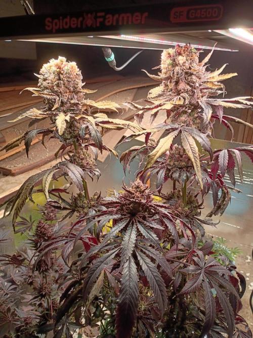 null door GrowHero420