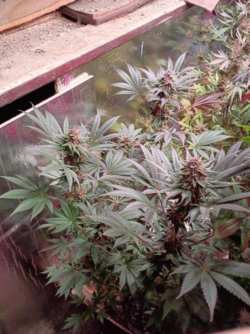 null door GrowHero420