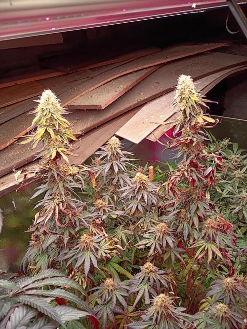 null door GrowHero420