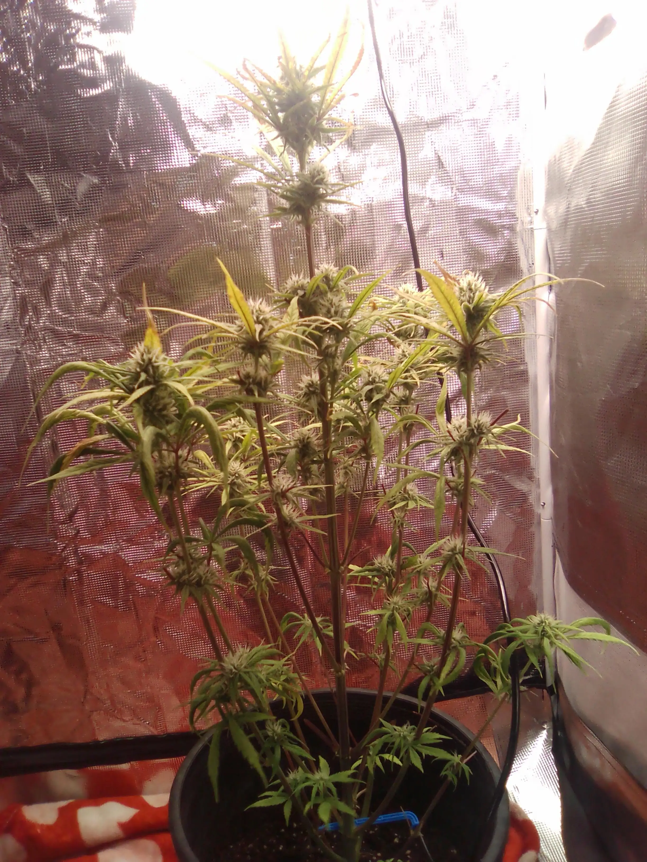 ShaggyGREENTHUMB