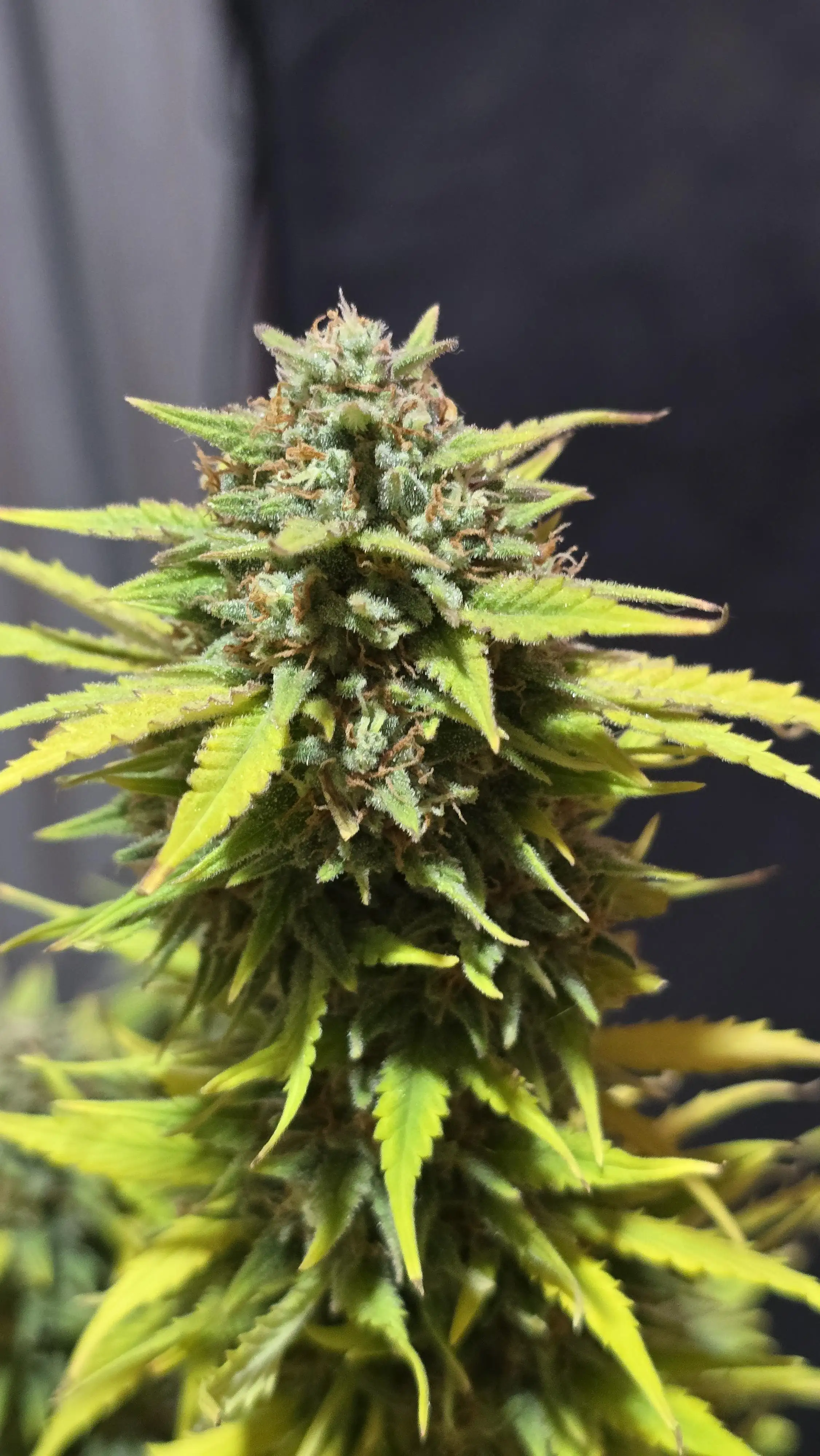 BlackTrichome