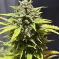 BlackTrichome
