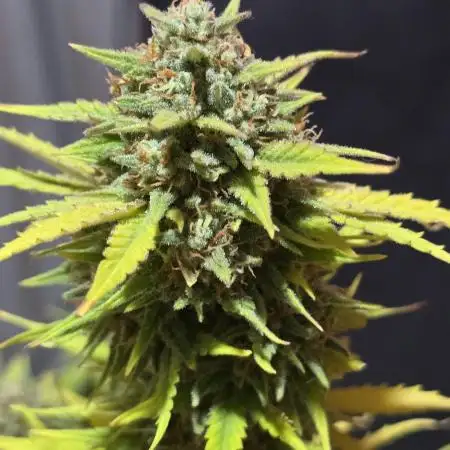BlackTrichome