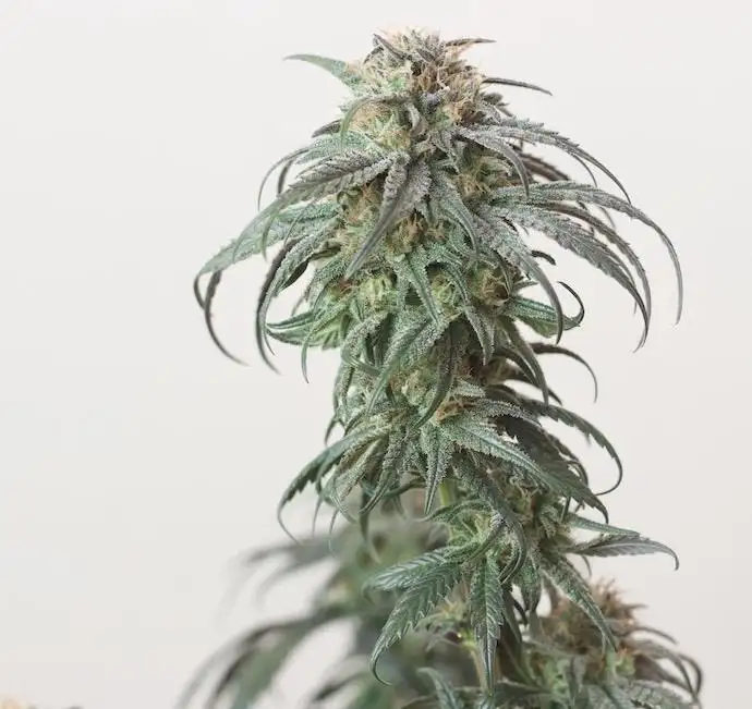 NGenetics