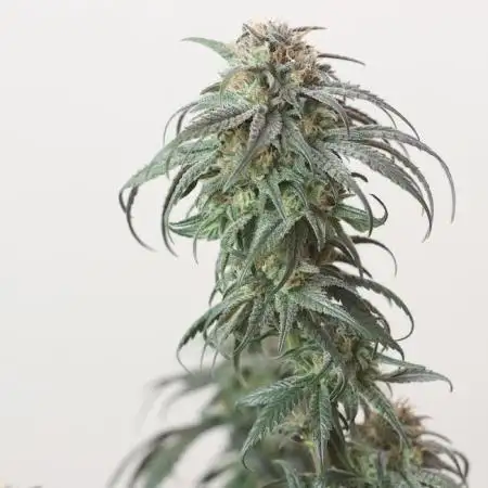 NGenetics