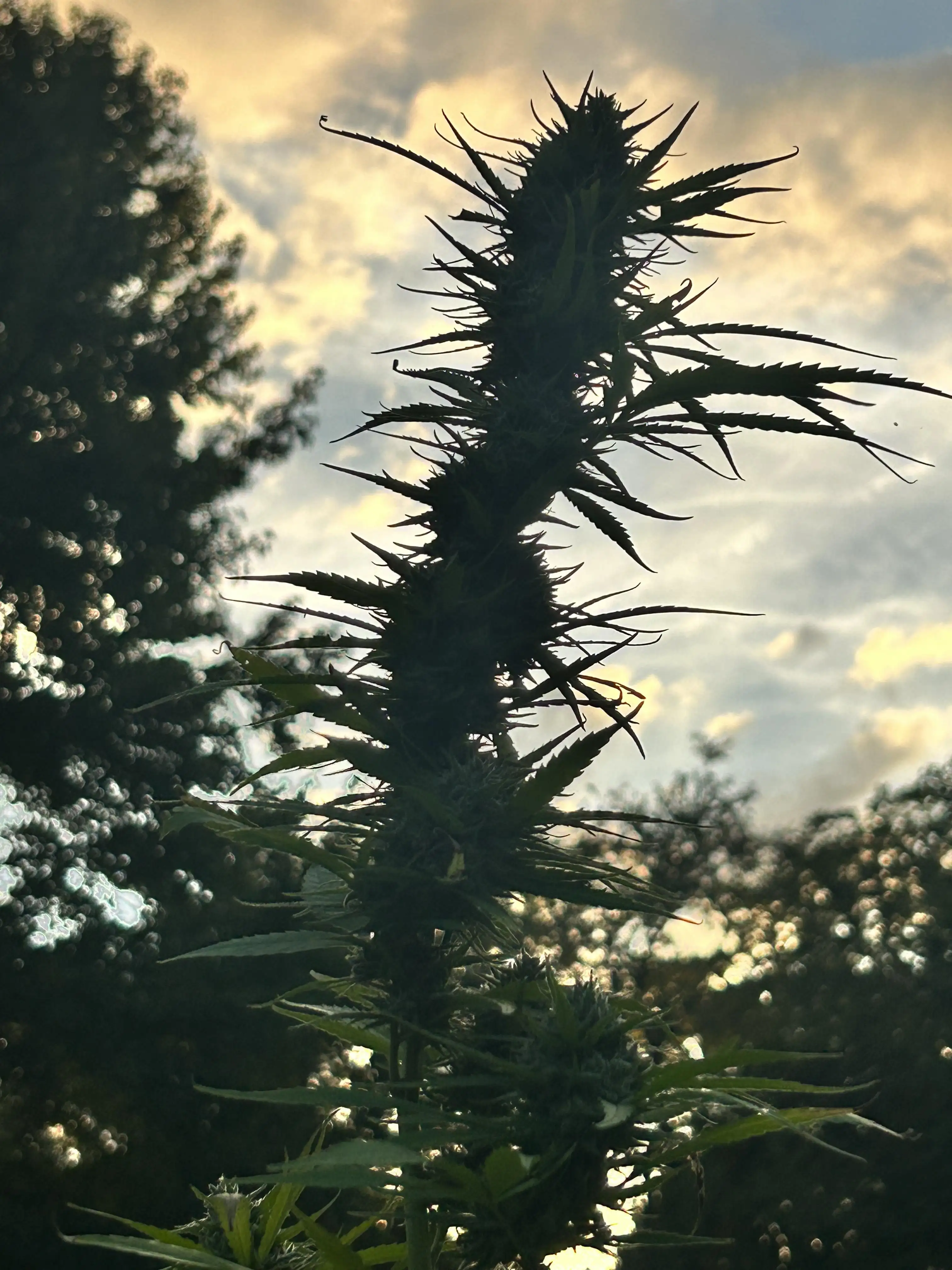 ChampGrow