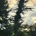 ChampGrow